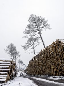 Foret usagere de la Teste de Buch après les incendies