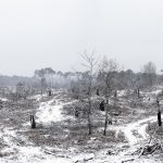 Foret usagere de la Teste de Buch après les incendies