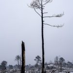 Foret usagere de la Teste de Buch après les incendies