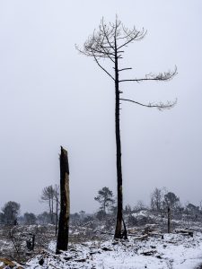Foret usagere de la Teste de Buch après les incendies