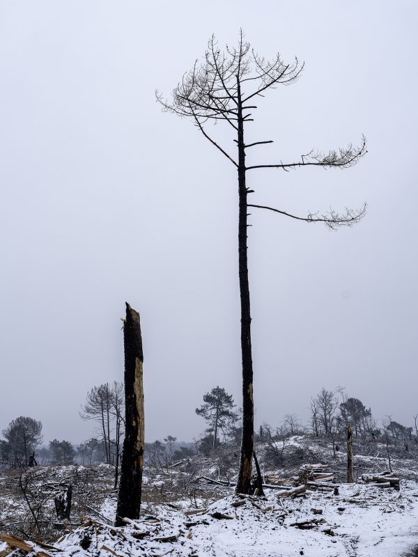 Foret usagere de la Teste de Buch après les incendies