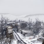 Foret usagere de la Teste de Buch après les incendies