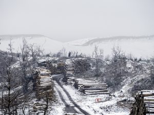 Foret usagere de la Teste de Buch après les incendies