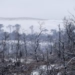 Foret usagere de la Teste de Buch après les incendies