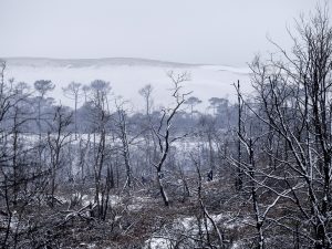 Foret usagere de la Teste de Buch après les incendies