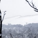 Foret usagere de la Teste de Buch après les incendies