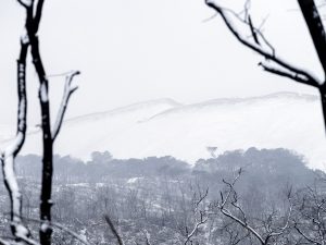 Foret usagere de la Teste de Buch après les incendies
