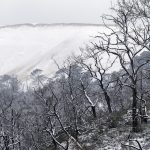Foret usagere de la Teste de Buch après les incendies