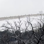 Foret usagere de la Teste de Buch après les incendies