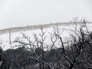 Foret usagere de la Teste de Buch après les incendies
