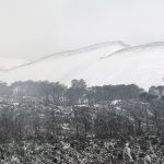 Foret usagere de la Teste de Buch après les incendies