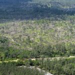 photo aérienne de la foret de la Teste de Buch après les incendies