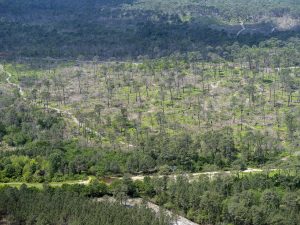 photo aérienne de la foret de la Teste de Buch après les incendies