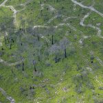 photo aérienne de la foret de la Teste de Buch après les incendies