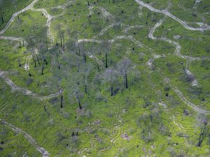 photo aérienne de la foret de la Teste de Buch après les incendies