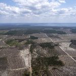 photo aérienne de la foret de la Teste de Buch après les incendies