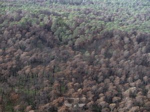 photo aérienne de la foret de la Teste de Buch après les incendies