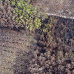photo aérienne de la foret de la Teste de Buch après les incendies