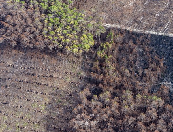 photo aérienne de la foret de la Teste de Buch après les incendies