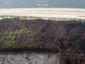 photo aérienne de la foret de la Teste de Buch après les incendies