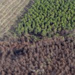photo aérienne de la foret de la Teste de Buch après les incendies