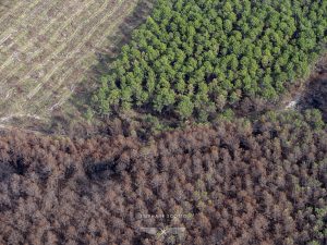 photo aérienne de la foret de la Teste de Buch après les incendies
