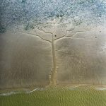 arbre de vie créé par la nature dans les fonds marins du Bassin d'Arcachon. photo©stéphane scotto