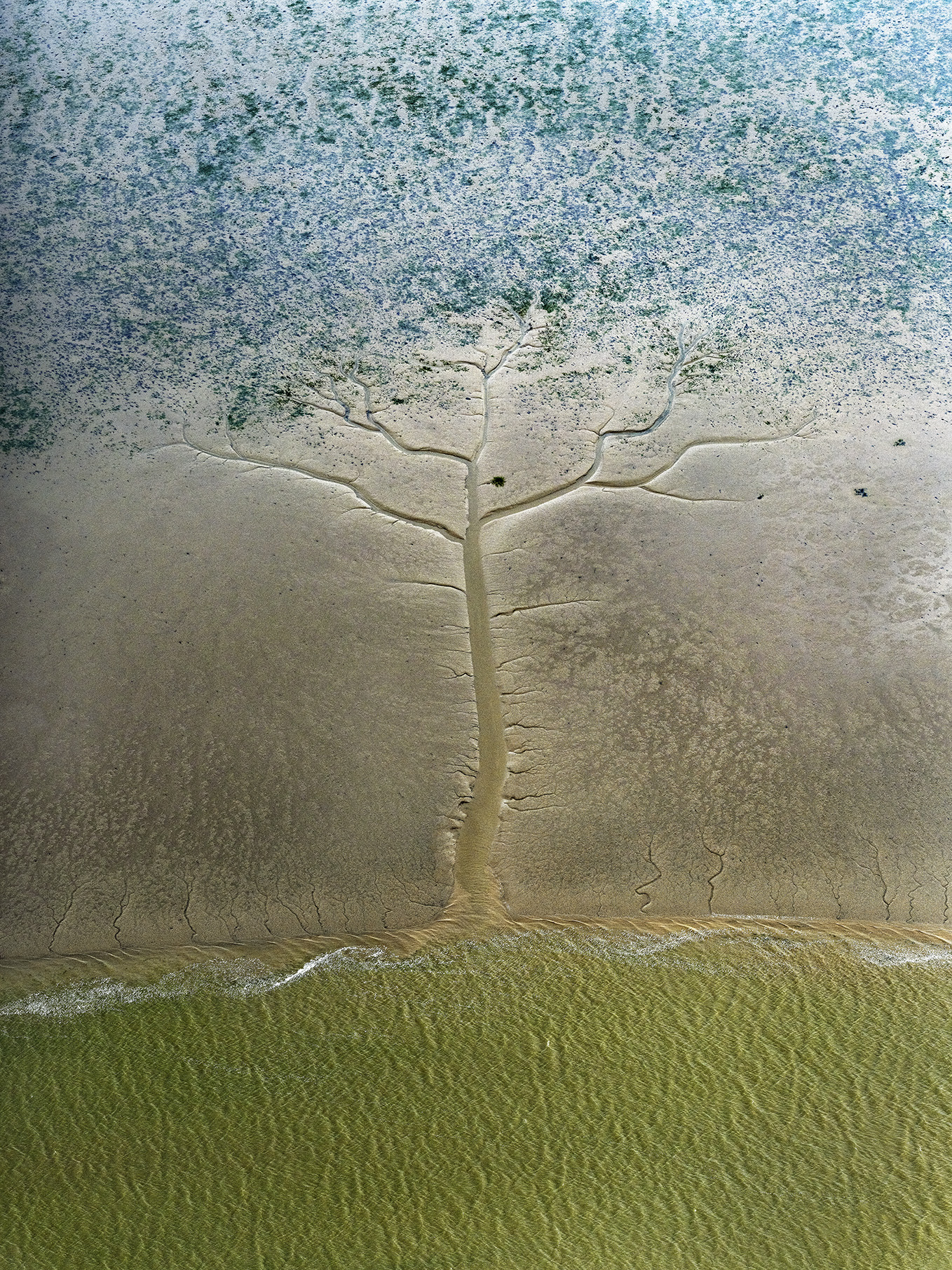 arbre de vie créé par la nature dans les fonds marins du Bassin d'Arcachon. photo©stéphane scotto